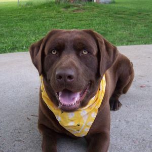 Meet your Posher, Carol